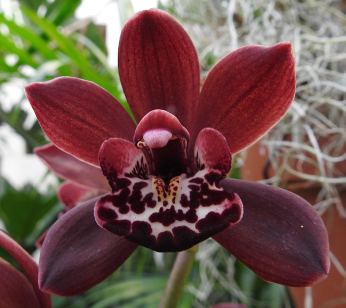 Orchid Show - Cymbidium Ruby Pendant